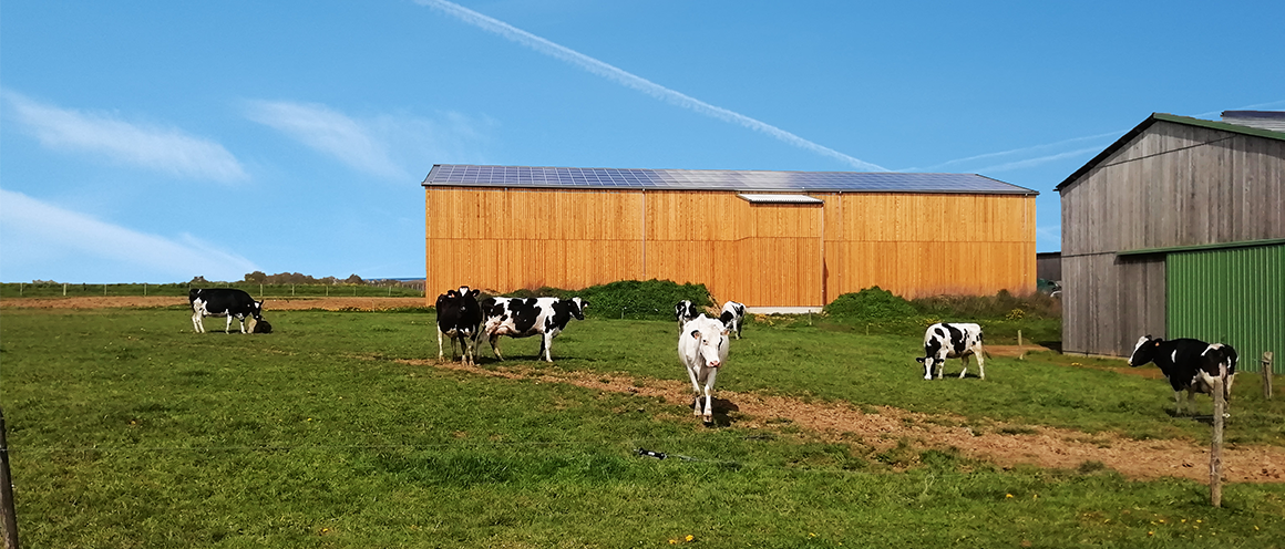 séchoir en grange avec des vaches