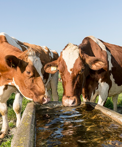 vaches buvant dans un abreuvoir