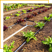 irrigation dans un potager