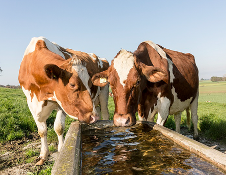 pompage solaire pour abreuvement et irrigation