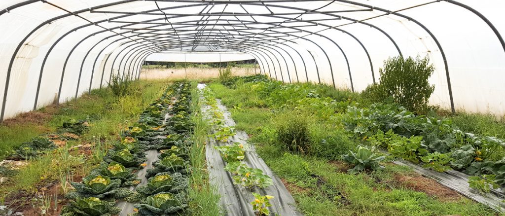 pompe à eau agricole pour cultures sous serres