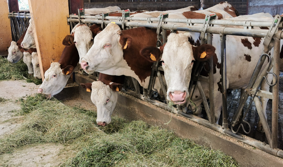 Vaches produisant le lait Au Lait Bon et Bion