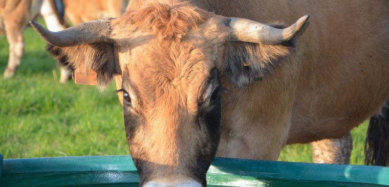 abreuvoir vache