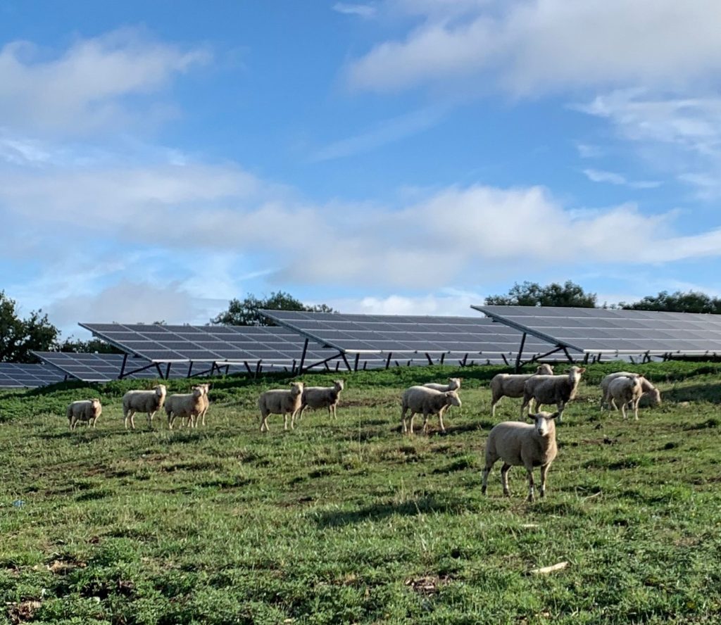 parc agriPV & moutons